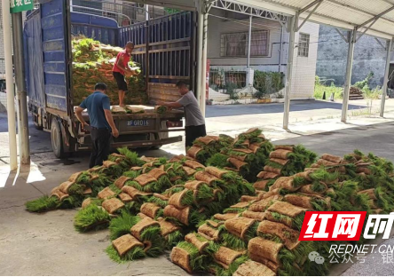 “强基强能”改革观察①丨“关键时刻拿得出手”的湖南供销“国家队”